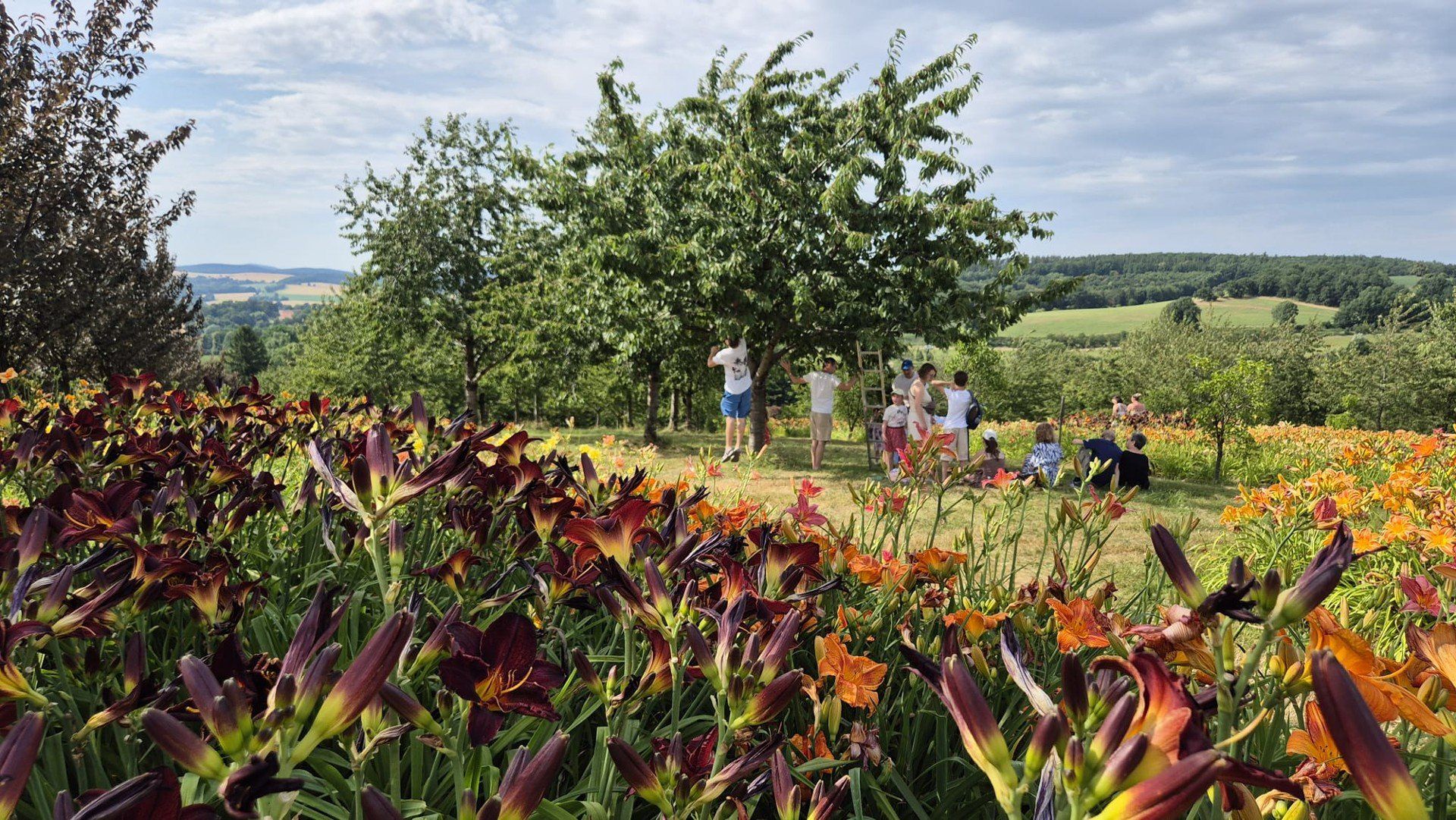 Czereśnie w Arboretum Wojsławice