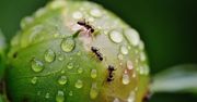 Mrówki robią ogród za ciebie. Fiołki rosną same