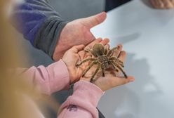 Wrocław. Wystawa pająków w Sky Tower znów otwarta. Czeka na zwiedzających do końca czerwca