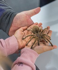 Wrocław. Wystawa pająków w Sky Tower znów otwarta. Czeka na zwiedzających do końca czerwca