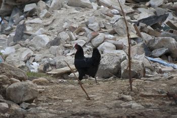 Trzęsienie ziemi na Flores. Tysiące ludzi bez dachu nad głową, rośnie strach przed głodem