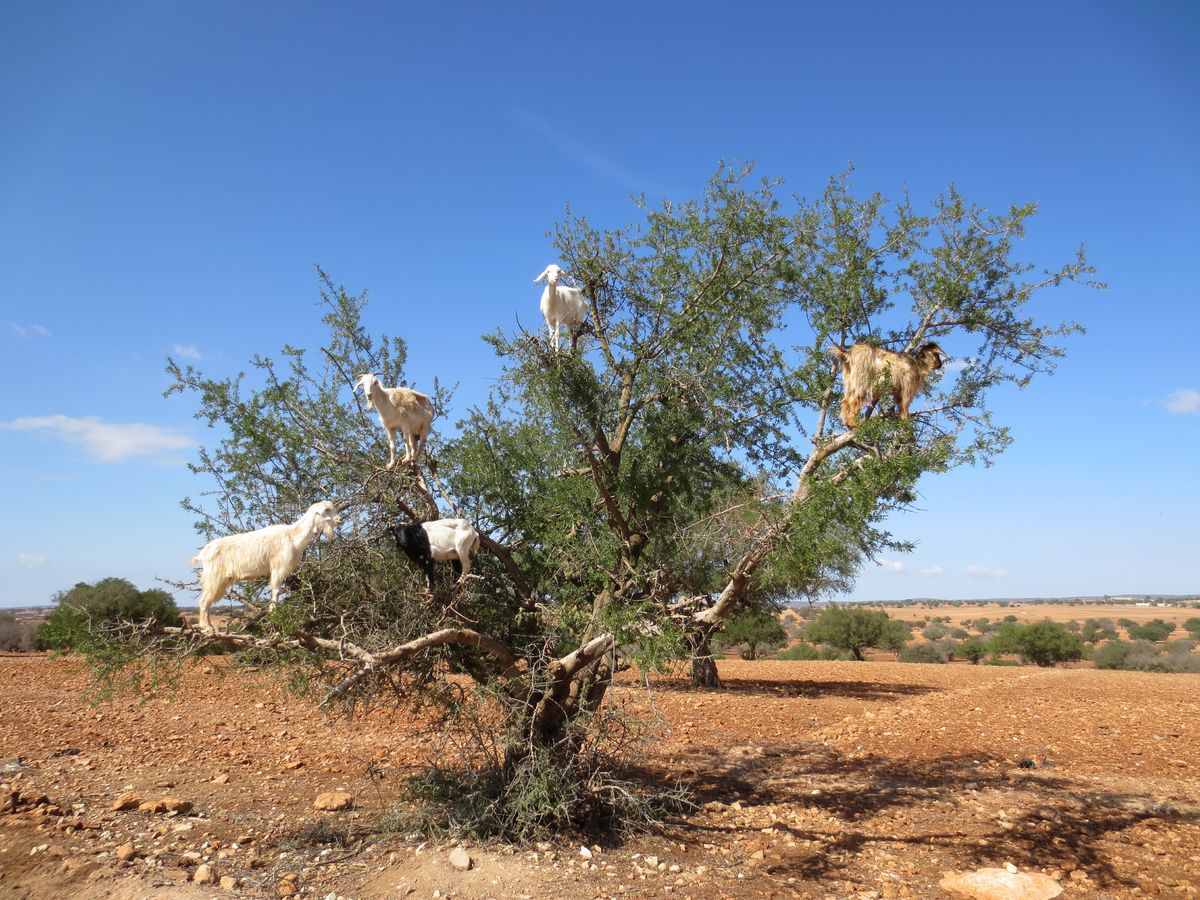 Kozy na drzewach to częsty widok w Marrakeszu 