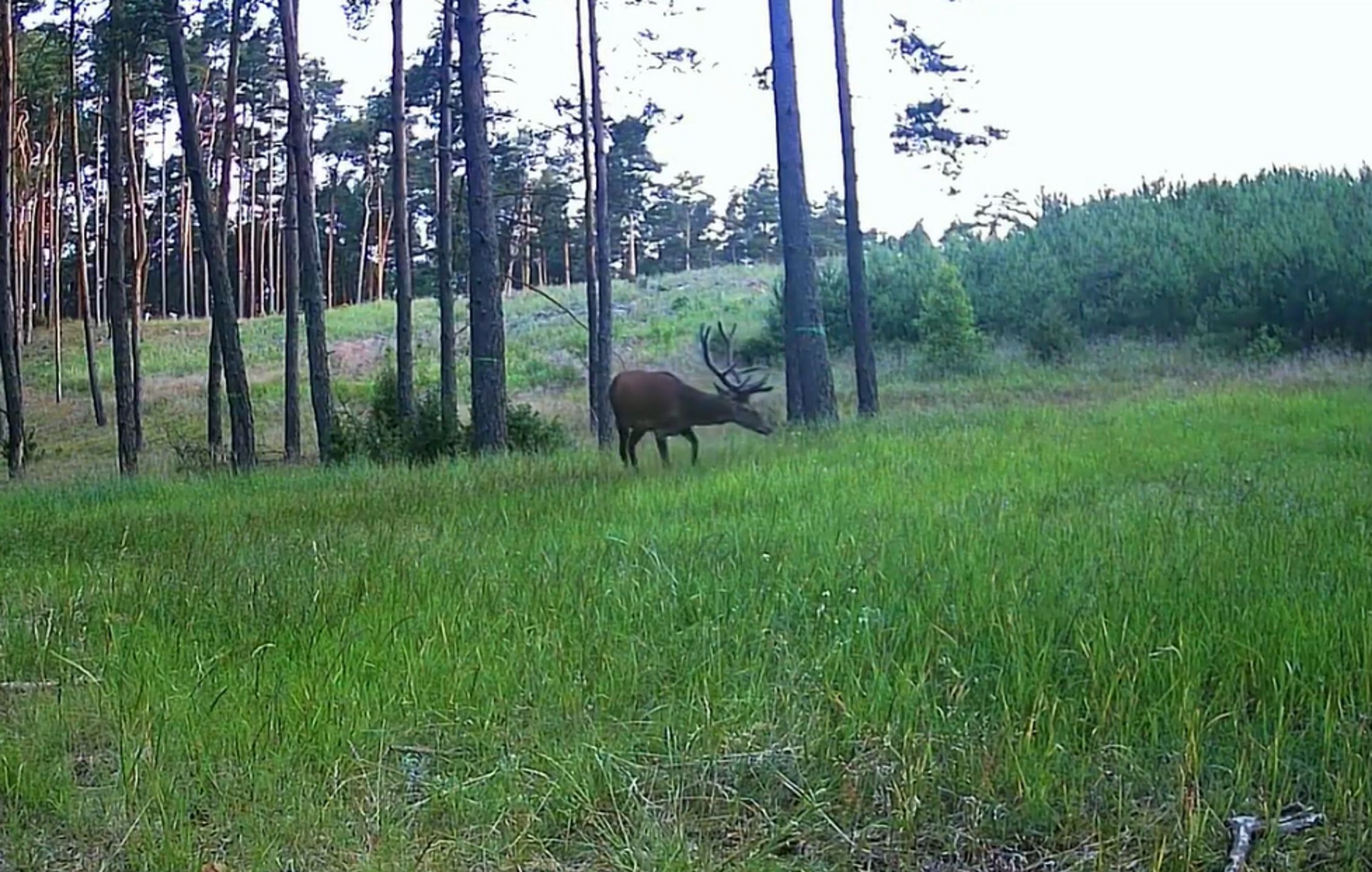 Niesamowite, co zrobił jeleń, gdy poczuł zapach wilka. Wszystko się nagrało