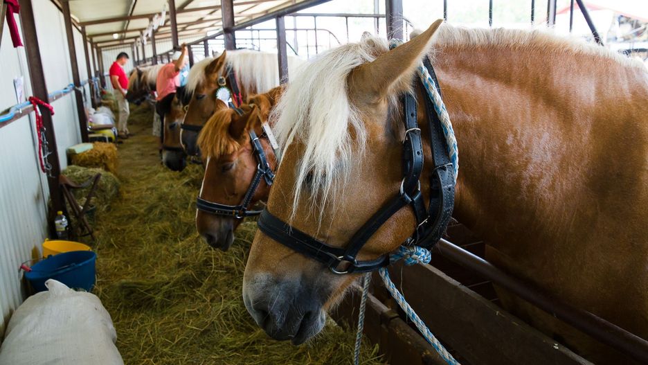 Polscy hodowcy koni wskazują na piętrzące się problemy.