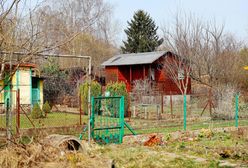 Popularna praktyka działkowców nielegalna. Urzędnicy kontrolują ROD