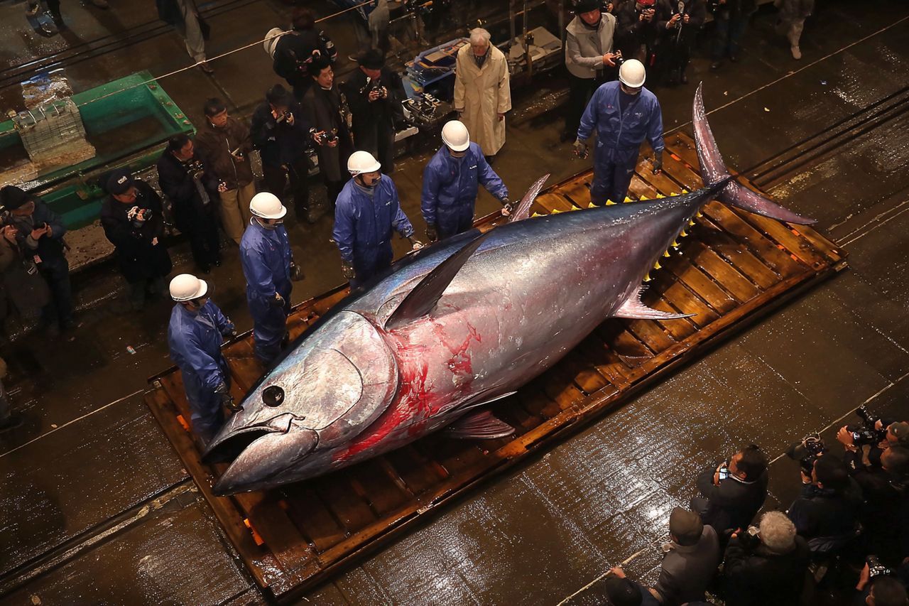 Złoty tuńczyk na start roku. Rekordowa aukcja w Tokio rozpaliła targ Toyosu