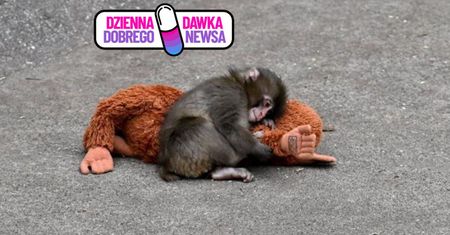Mały makak podbił serca. Cały świat kibicuje Punchowi