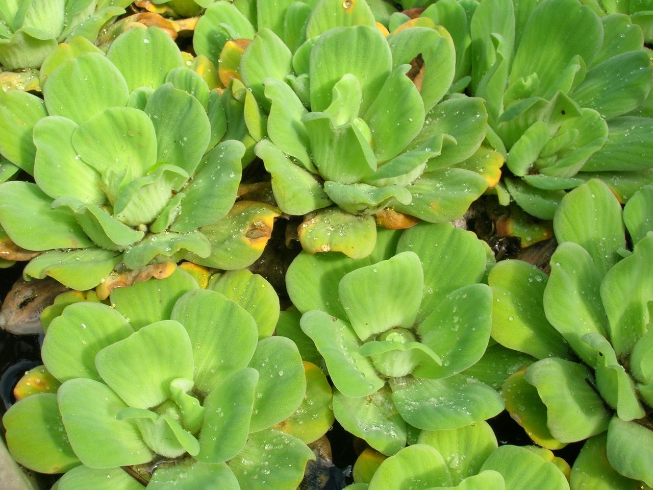 Pistia rozetkowa