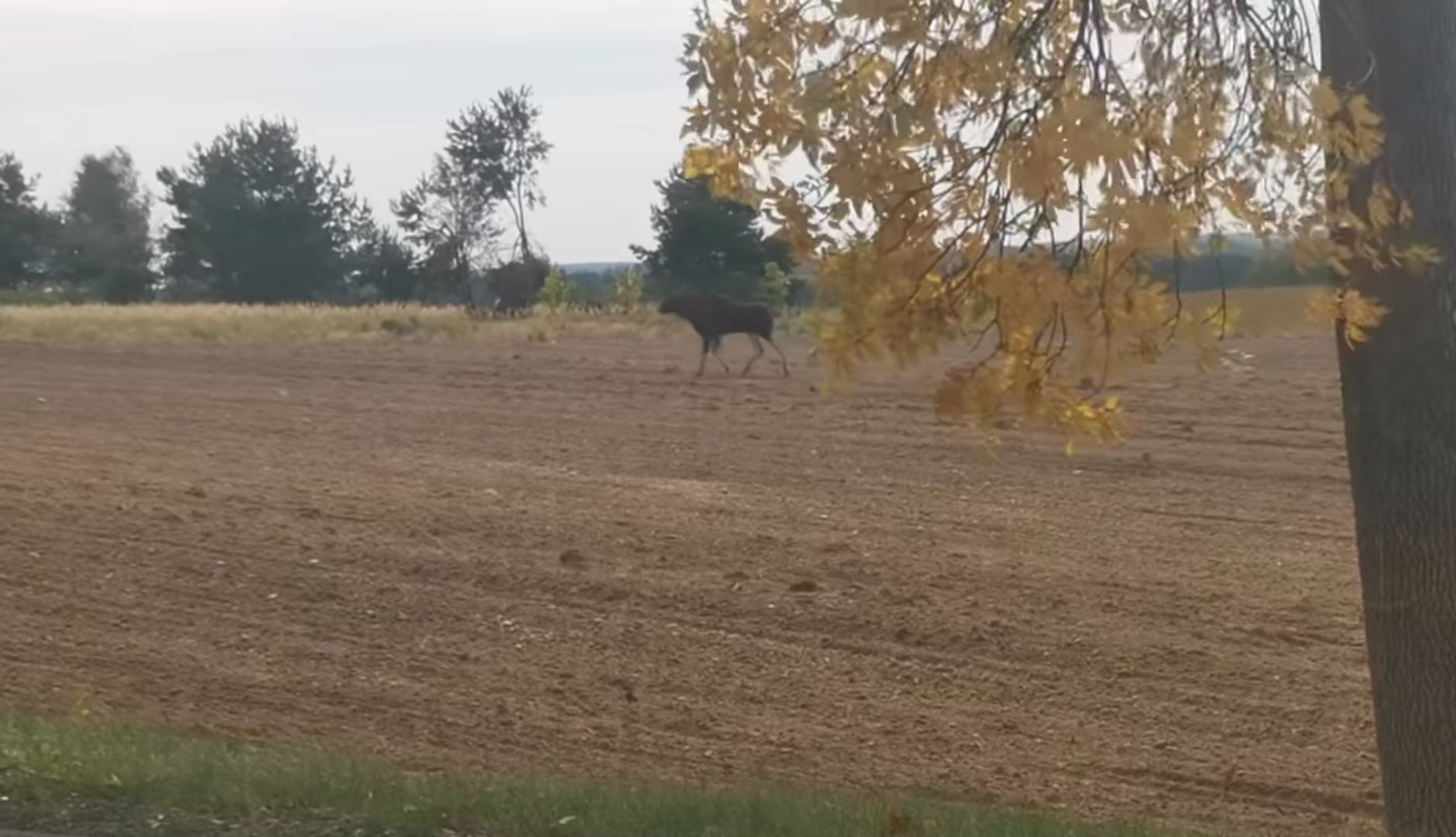 Śmiertelne niebezpieczeństwo. "Grasuje obok drogi"