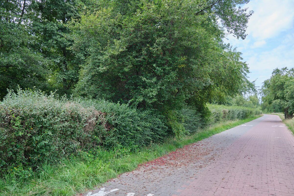 Drzewo mirabelki czerwonej