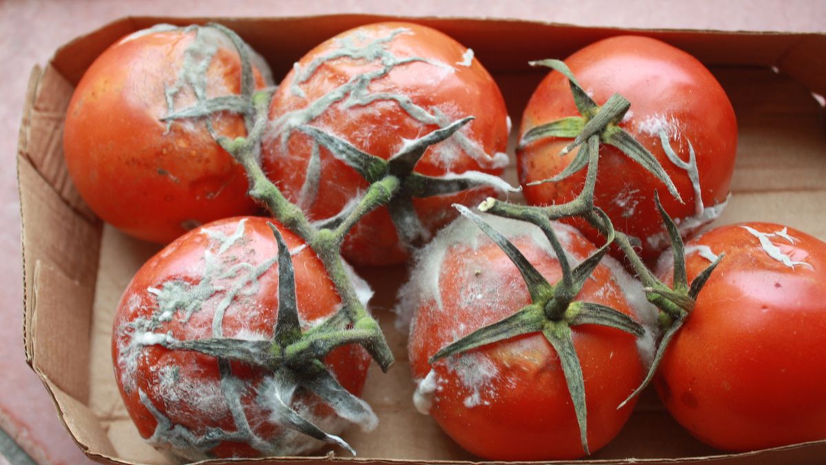 Spleśniałe pomidory mogą się przydać ogrodnikom. 