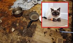 Psy i koty w tragicznych warunkach. Odebrano je właścicielce