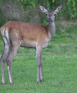 Śląskie. Strażacy i przyrodnicy uratowali łanię. Wpadła do wykopu