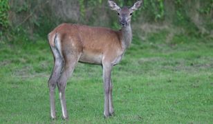 Śląskie. Strażacy i przyrodnicy uratowali łanię. Wpadła do wykopu