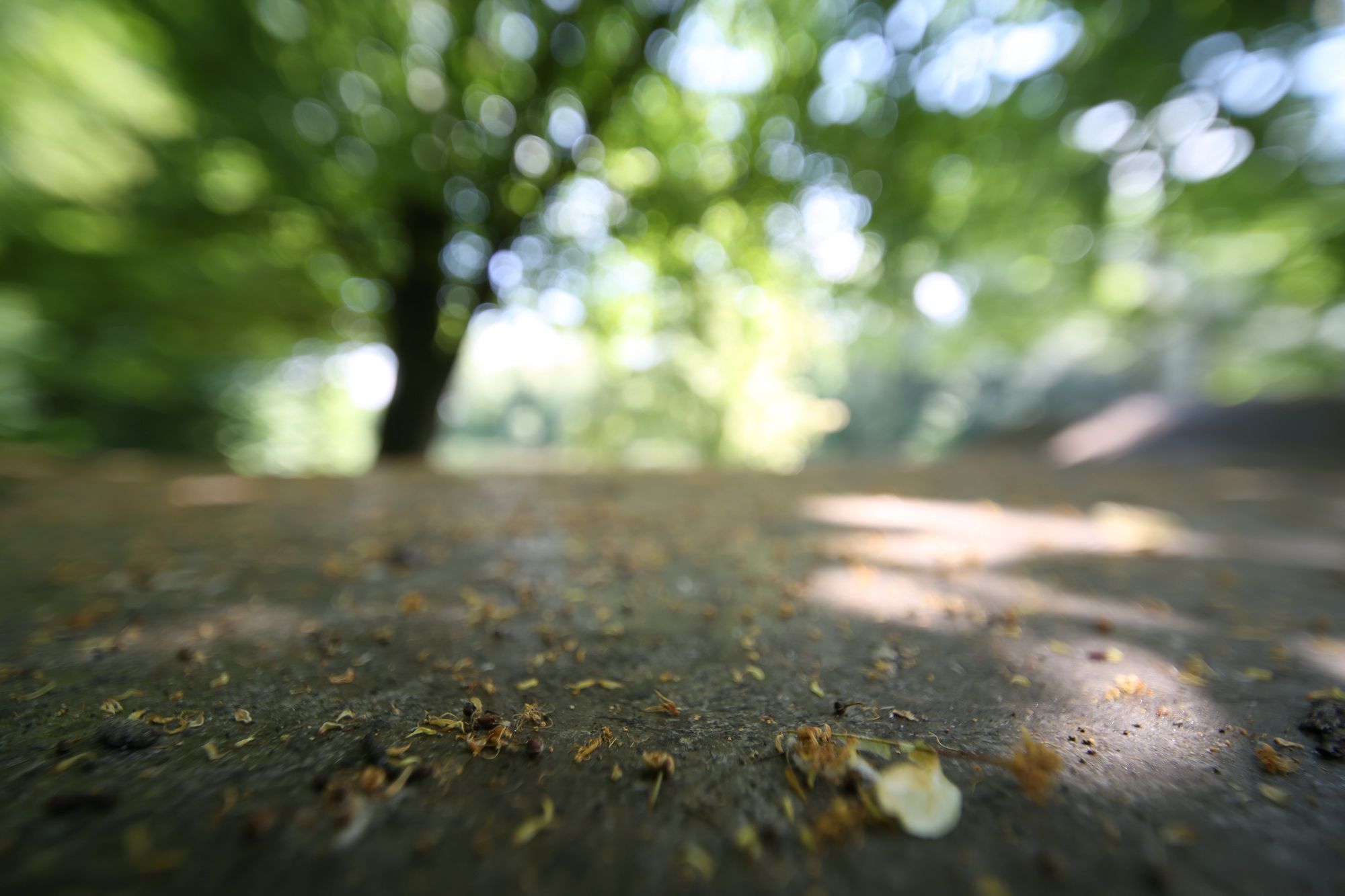 TEST: Venus Laowa 12 mm f/2.8 Zero-D. Najszersze małoobrazkowe ef-dwa-osiem. 31
