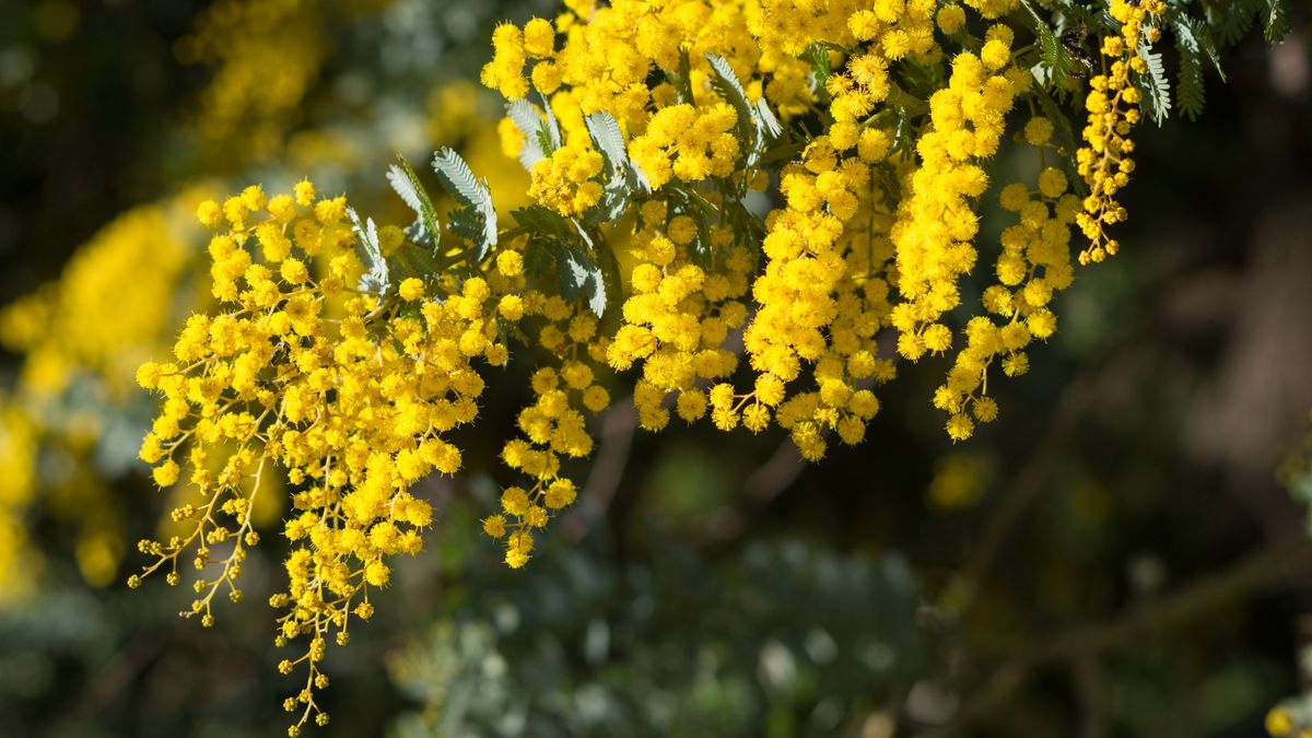 Jaka będzie zima? Ta roślina rzadko się myli