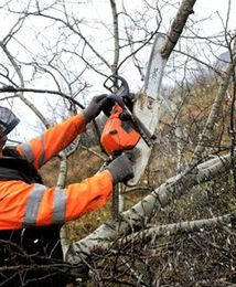 Wycinka drzew i krzewów bez zezwolenia. Ministerstwo tłumaczy, jak to działa