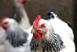 Oferują adopcję kury. Nowa moda podbije serca przyjaciół zwierząt?