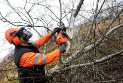 Wycinka drzew i krzewów bez zezwolenia. Ministerstwo tłumaczy, jak to działa