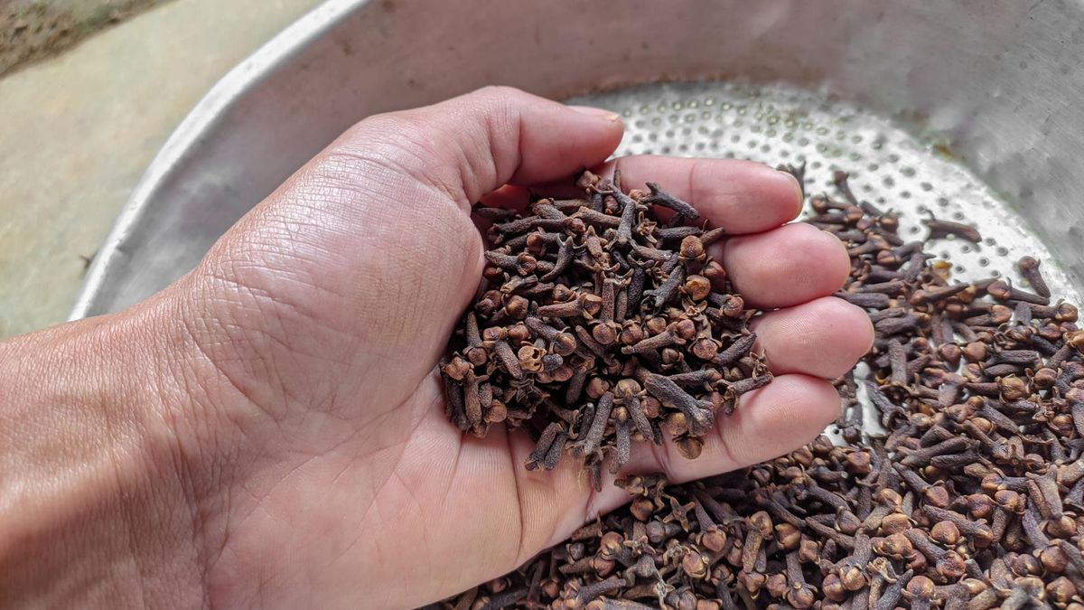 β-kariofilen (BCP) to związek chemiczny z grupy terpenów, występujący naturalnie w wielu roślinach