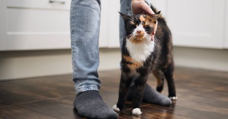 Kot ociera się o meble i nogi? Chce ci przekazać ważną wiadomość
