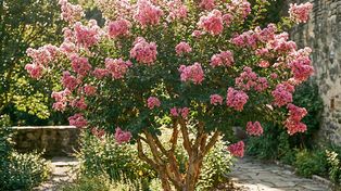 Konkurencja dla polskich krzewów. Ciesz się kwiatami przez ponad 100 dni