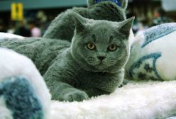 W grudniu Międzynarodowa Wystawa Kotów Rasowych na Ursynowie