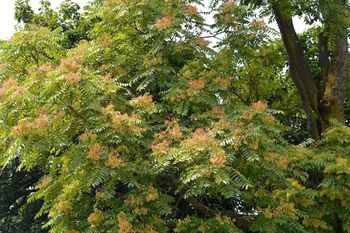 Zakazane drzewo w Polsce. Nawet milion zł kary