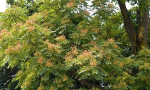 Zakazane drzewo w Polsce. Nawet milion zł kary