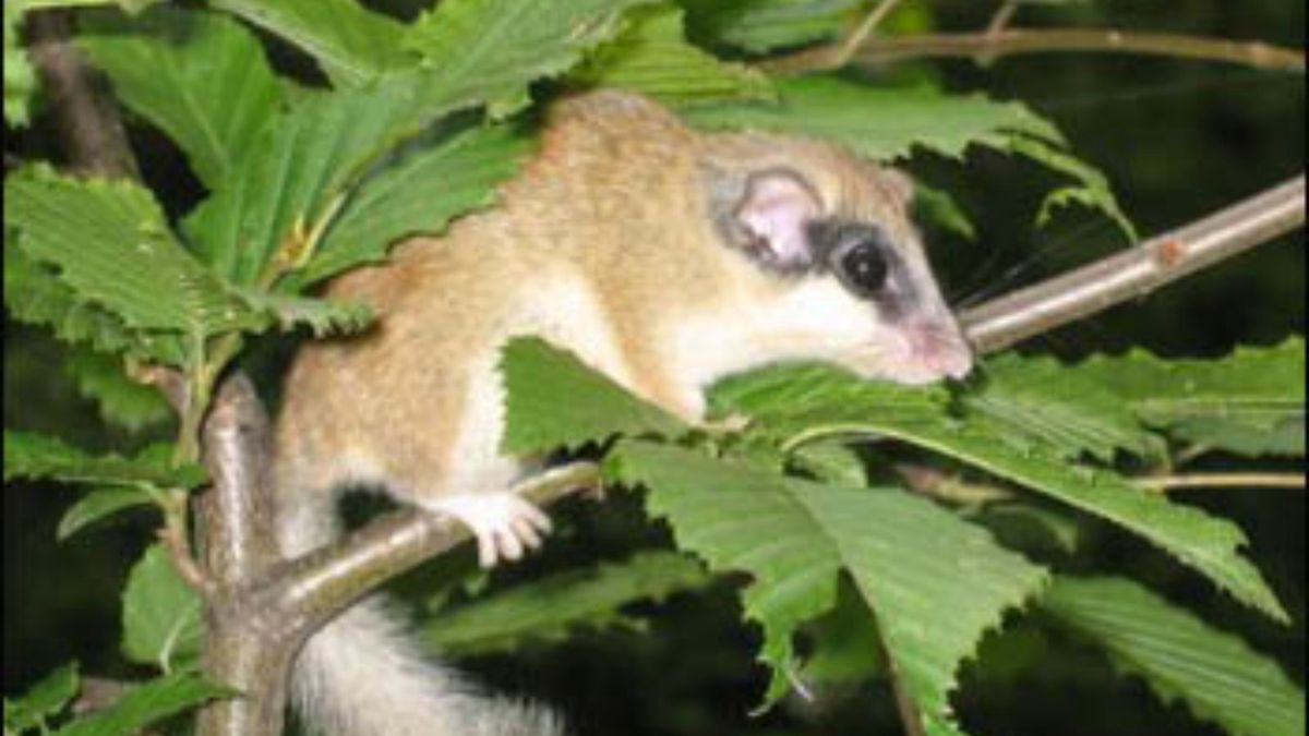 Ssaki zamieszkujące Polskę, o których mogłeś nigdy nie słyszeć
