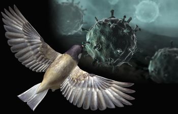 Pierwszy taki przypadek w Australii. H5N1 wykryty u ptaka morskiego