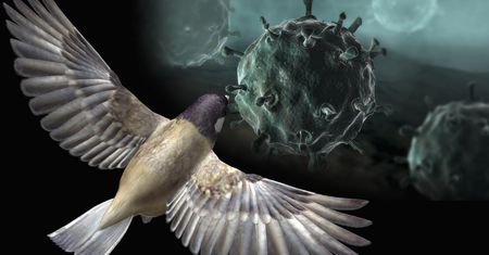 Pierwszy taki przypadek w Australii. H5N1 wykryty u ptaka morskiego