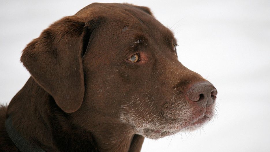 Labradory wspierają leczenie pacjentów 