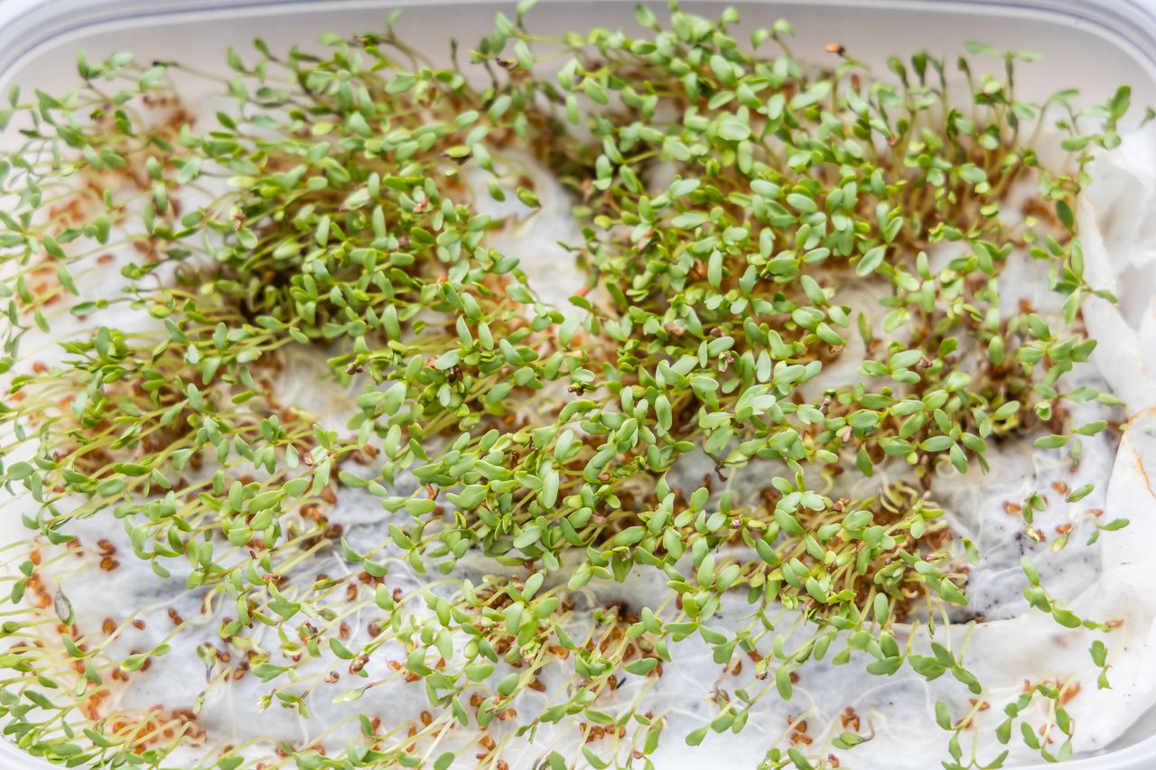 Close up of watercress sprouts, Brussels, Belgium