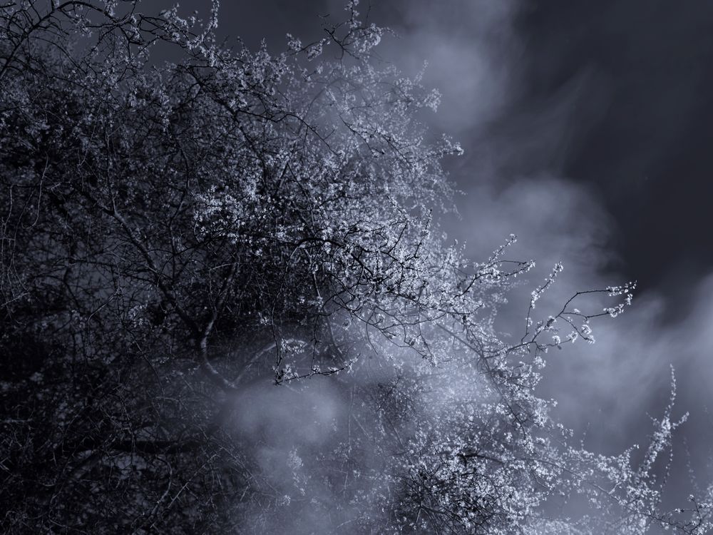 Piękno XIX-wiecznych obrazów natury przeniesione na pole fotografii w projekcie "Blossom" 11
