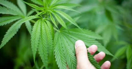 Legalizacja marihuany. Niemiecki sąd zezwolił chorym na uprawę w domu