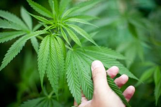 Legalizacja marihuany. Włoskie wojsko będzie uprawiać konopie