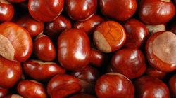 Właściwości kasztanów. To naturalne lekarstwo na problemy z jelitami. Szybko też zregeneruje wątrobę