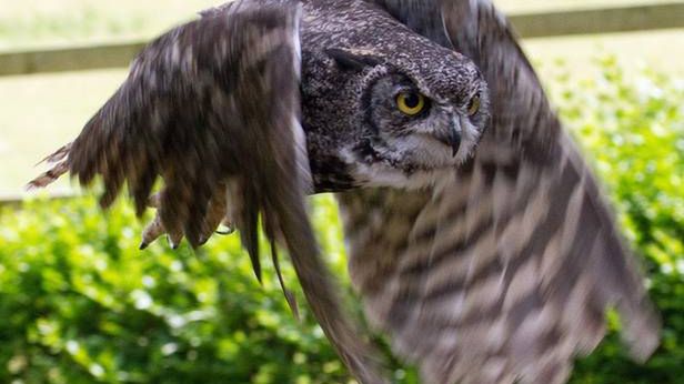 Dron od IARPA inspirowany sową. Jak cichy może być latający szpieg? 1