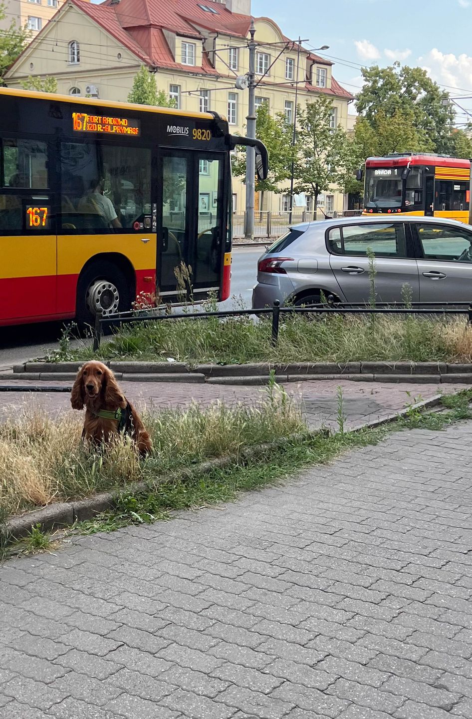 Monika Richardson na mieście z psem