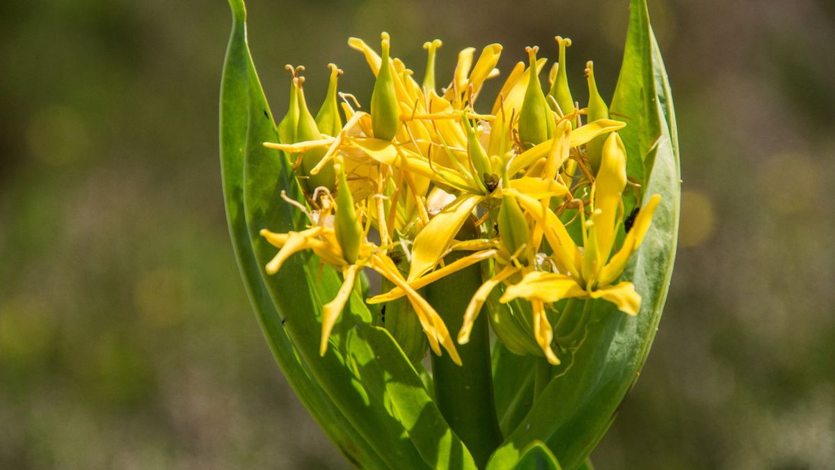 Goryczka żółta wspomaga leczenie zakażeń bakteryjnych i wirusowych.