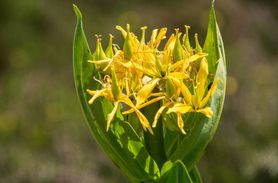 Goryczka żółta - charakterystyka, wskazania, skutki uboczne, jak uprawiać