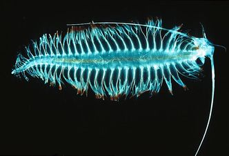 Naukowcy odkryli, że fitoplankton ucieka przed drapieżnikiem