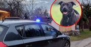Agresywny pies atakuje mieszkańców. Są przerażeni