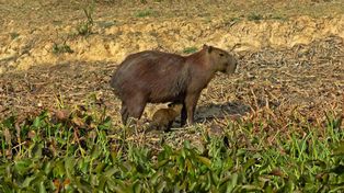 Nowe mieszkanki w Śląskim Ogrodzie Zoologicznym. Papaja, Kiwi i Figa już w Chorzowie