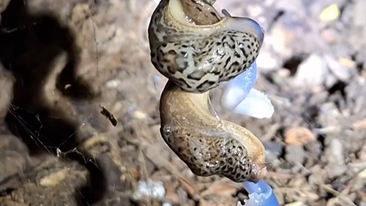 Nadleśnictwo pokazało ślimaki w trakcie kopulacji. Internauci oburzeni 