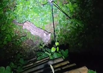 Leśnik siedział na ambonie. Nagle pojawiła się puma. Tylko spójrzcie