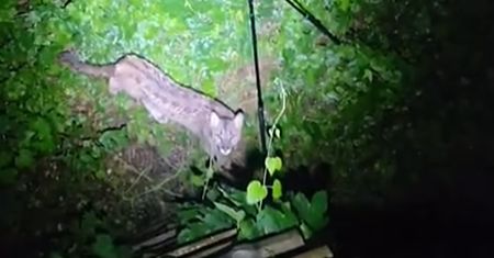 Leśnik siedział na ambonie. Nagle pojawiła się puma. Tylko spójrzcie
