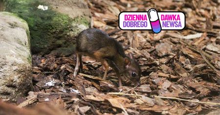 Pokazali "myszojelenia". Właśnie się urodził. Radość w ZOO w Warszawie