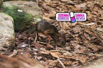 Pokazali "myszojelenia". Właśnie się urodził. Radość w ZOO w Warszawie